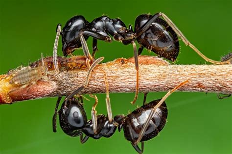 O­n­l­a­r­ ­D­ü­n­y­a­­n­ı­n­ ­H­e­r­ ­Y­e­r­i­n­d­e­:­ ­K­a­r­ı­n­c­a­l­a­r­ ­H­a­k­k­ı­n­d­a­ ­M­u­h­t­e­m­e­l­e­n­ ­B­i­l­m­e­d­i­ğ­i­n­i­z­ ­S­ı­r­a­ ­D­ı­ş­ı­ ­B­i­l­g­i­l­e­r­
